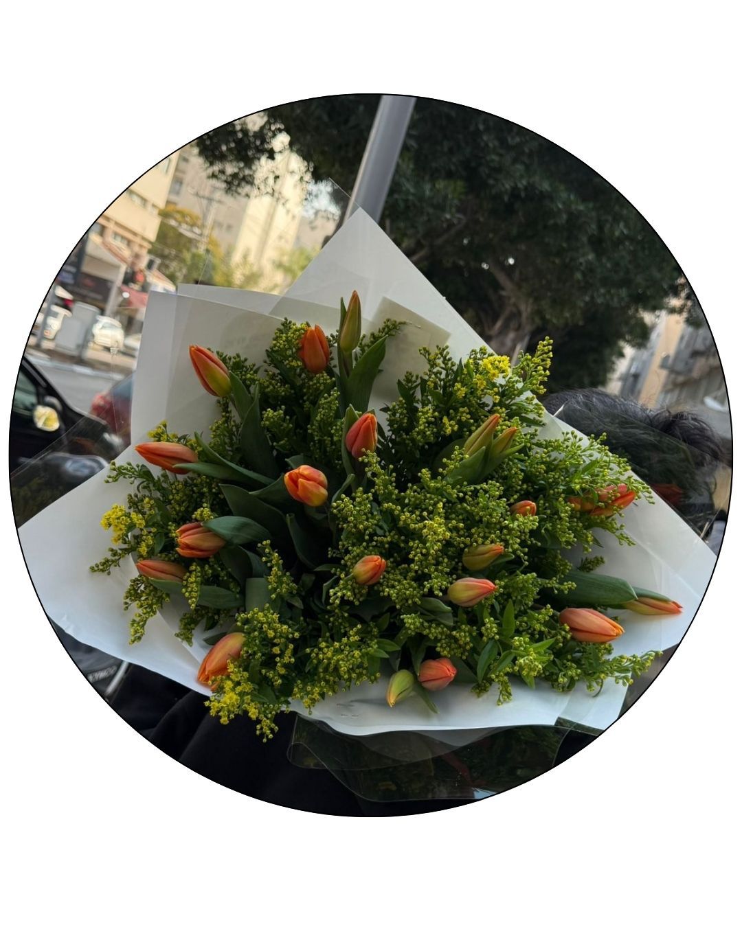 שדה של טוליפים שדה של טוליפים