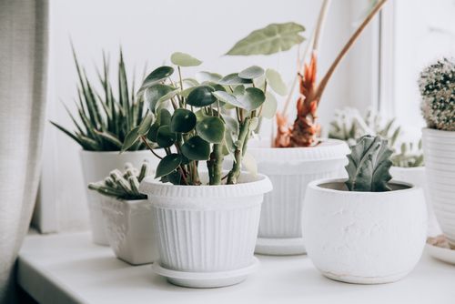 עציצים לבית